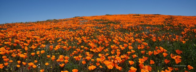 california poppy reserve